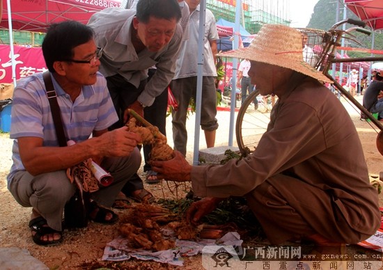 "端午药市"成为靖西市中草药产业发展桥头堡