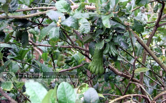 巴马同合"经济能人"引领村民种中药材走精准脱贫路