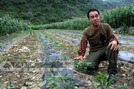 巴马同合"经济能人"引领村民种中药材走精准脱贫路