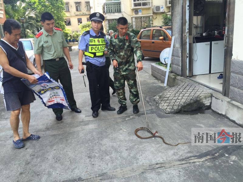 消防官兵用捕蛇器抓住了蛇.通讯员解宗义 摄