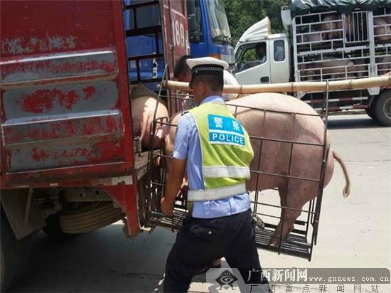 警民合力抬猪上车 .贺州交警支队供图​