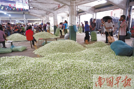 2016年中国(横县)茉莉花文化节圆满结束(组图)