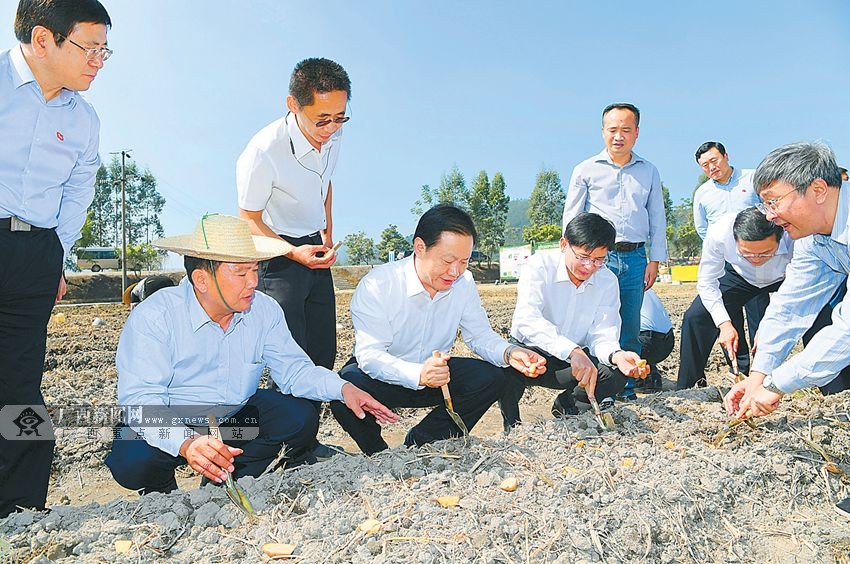 11月4日,自治区党委书记彭清华深入玉林市兴业县考察调研