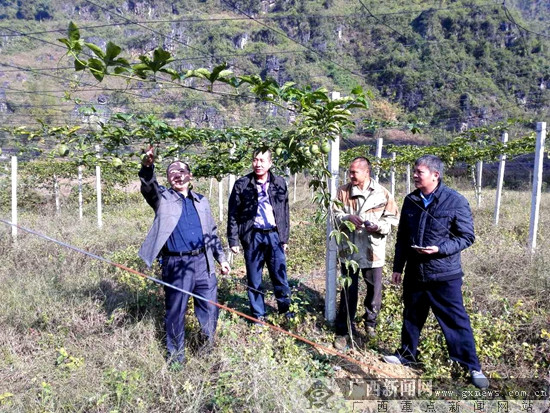 田阳县法院精准帮扶助贫困户尽早脱贫-广西新闻网