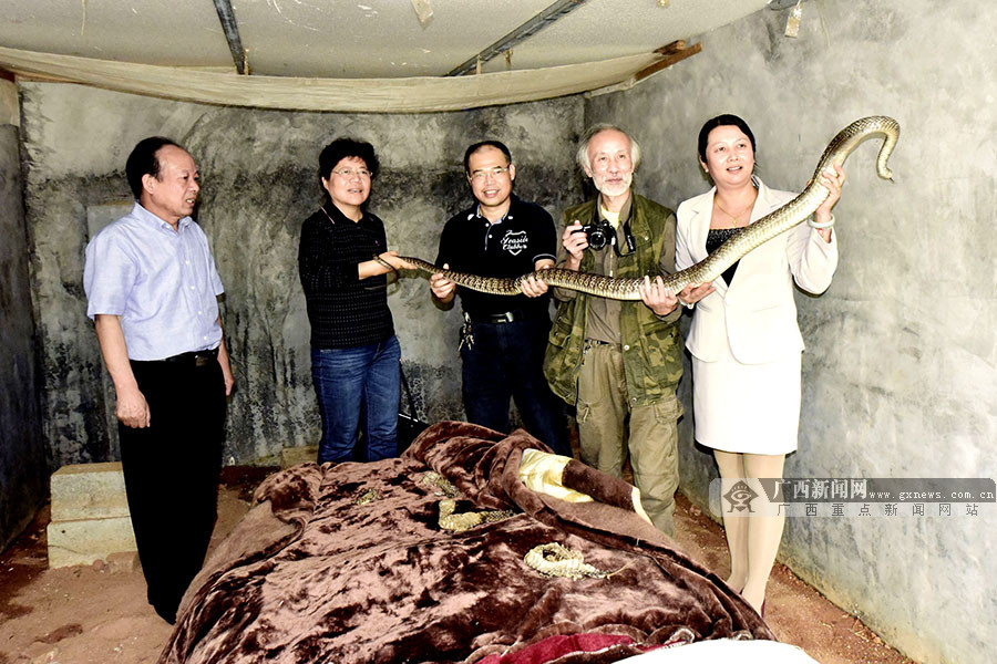 中国养蛇业龙头人物冯德进与灵山蛇的故事