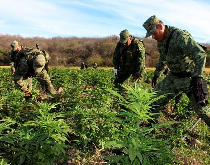 墨西哥捣毁10公顷大麻田