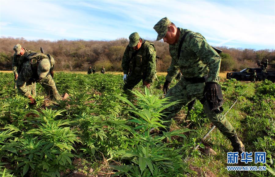 墨西哥军方捣毁10公顷大麻种植田(3)