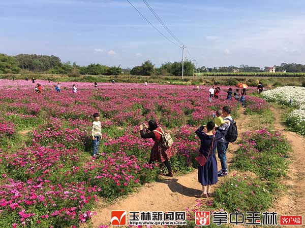 福绵龙泉湖生态园格桑花开满园