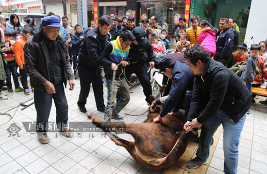 看着拥挤人群突然发慌 黄牛脱缰后闯入步行街