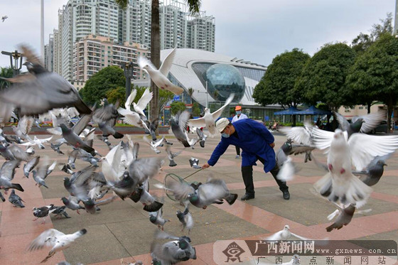 南宁民族广场300余只鸽子注射疫苗 暂"闭关"(图)