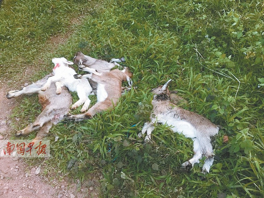 2月25日焦点图:南宁活禽市场轮流休市消毒(1\/