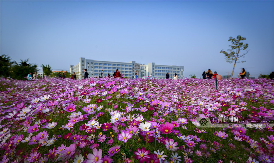 花开春意浓广西民族师范学院花海霸屏朋友圈