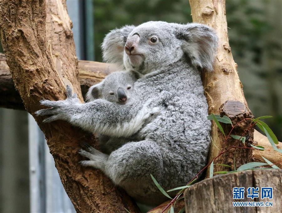 这是3月8日在德国杜伊斯堡一家动物园拍摄的一只小考拉和它的妈妈.