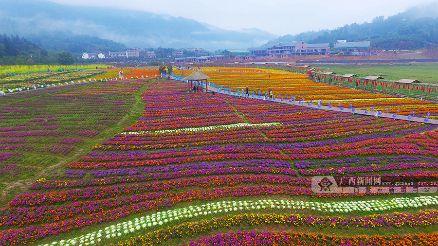 广西黄姚:五彩花海惹人醉