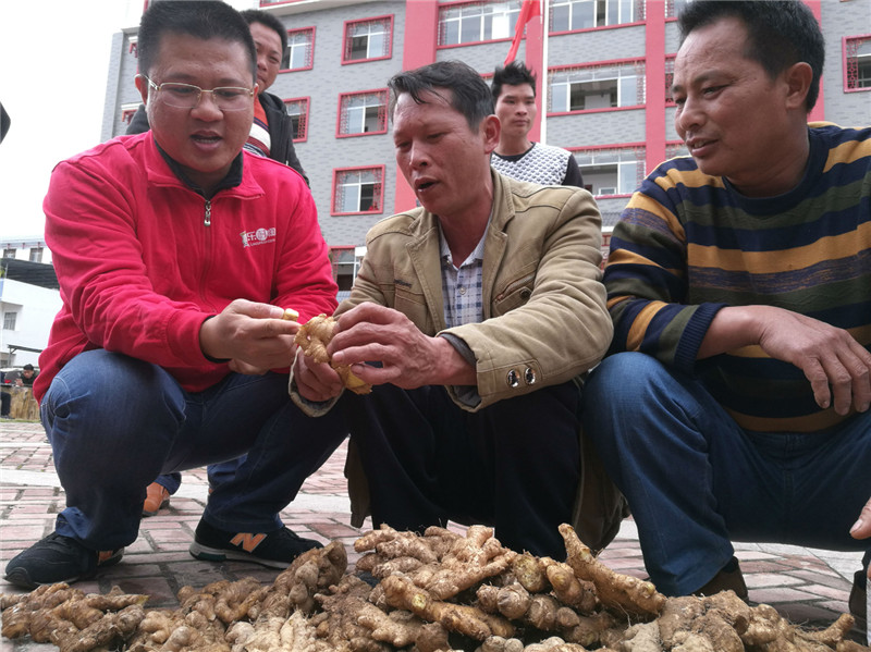 乐村淘进南屏一上午收购生姜6500余斤|手机广西网