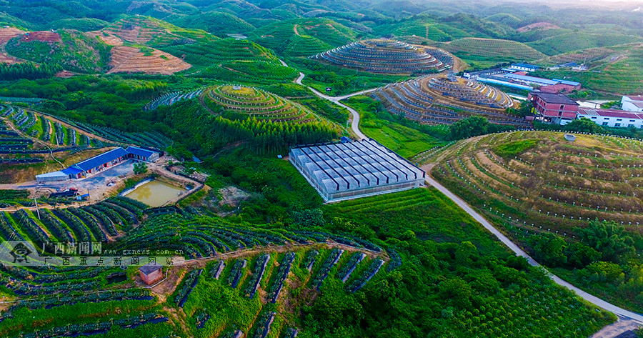 防城港市积极推进火龙果示范基地等特色农业.