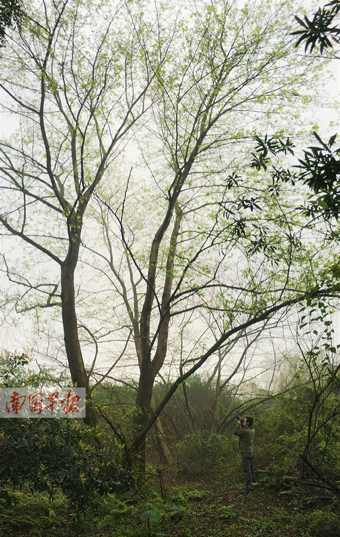 柳州萝卜洲:城市江中有秘境 人迹罕至鸟成群(图)
