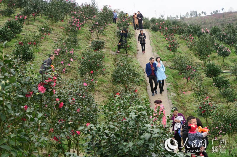 广西全州:迎春茶花别样红