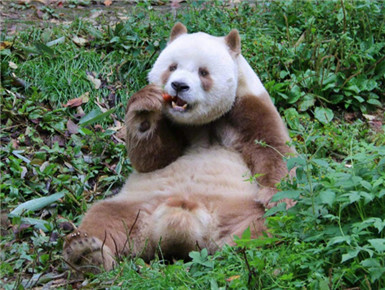 世界唯一活体棕色大熊猫七仔惬意撒欢