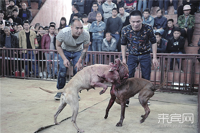 激烈的斗狗比赛(蓝德龙 摄)