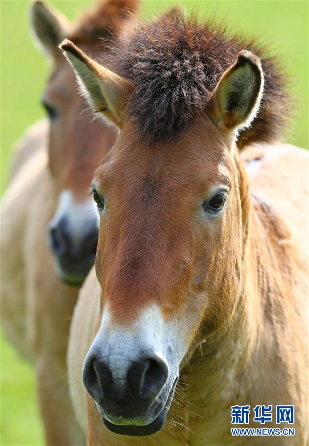 比利时普氏野马将被送往中国