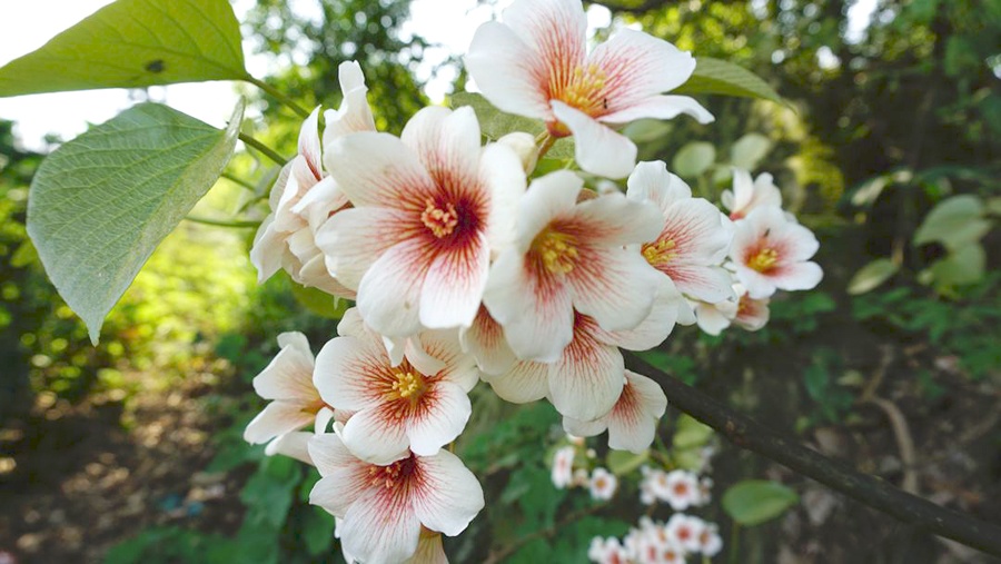 "����ѩ"�������� ��ˮ��������ͩ����������(ͼ)