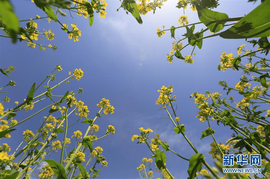 京城油菜花儿开
