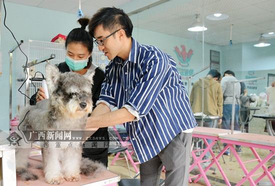 初探南宁宠物美容师行业 导师级年薪可达百万(图)