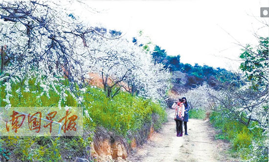 广西各地三四月份果花迎游客 果农盼收益(图)