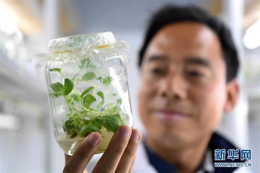 农艺师刘永康和他的地黄脱毒繁育世界