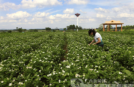 im电竞春茶正当时｜这2个福州茉莉花茶品牌一定值得购买！