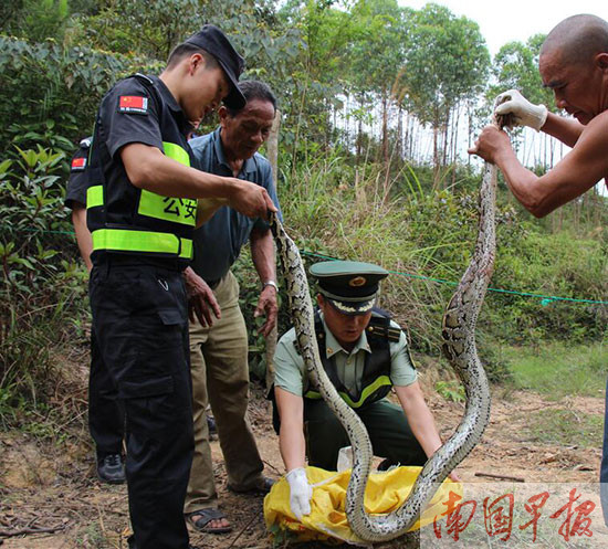 民警解救约3米长蟒蛇 为国家一级保护动物(图) image ...