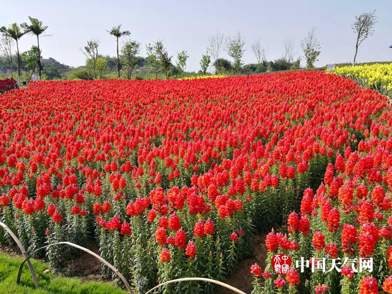 四川长宁蜀南花海,依山而建,沿淯江河打造,占地8000亩,位于宜宾长宁县