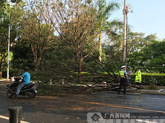 快讯:南宁碧湖路一棵树木倒塌 一侧车道被阻断
