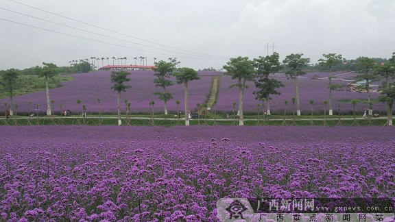 2017“全民美拍节”在忻城熏衣草村儿子园浩瀚举行