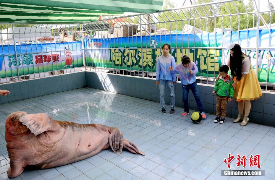 六一 儿童节 哈尔滨小朋友和海象踢足球