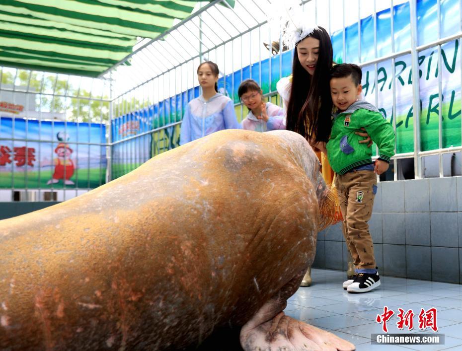 六一儿童节 哈尔滨小朋友和海象踢足球