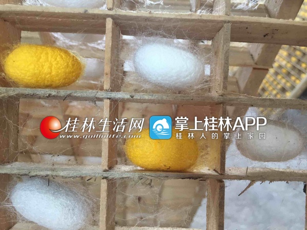 桂林农科院培育出黄金茧 可用于制作防弹衣(