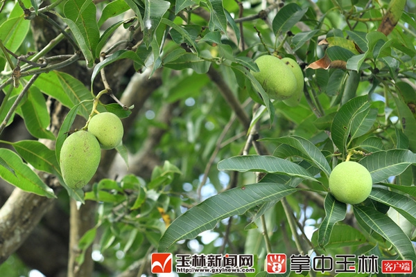 玉州区最大最老的芒果树树很老果很甜