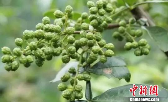 四川:鲜藤椒不享受高速路绿色通道政策引争议