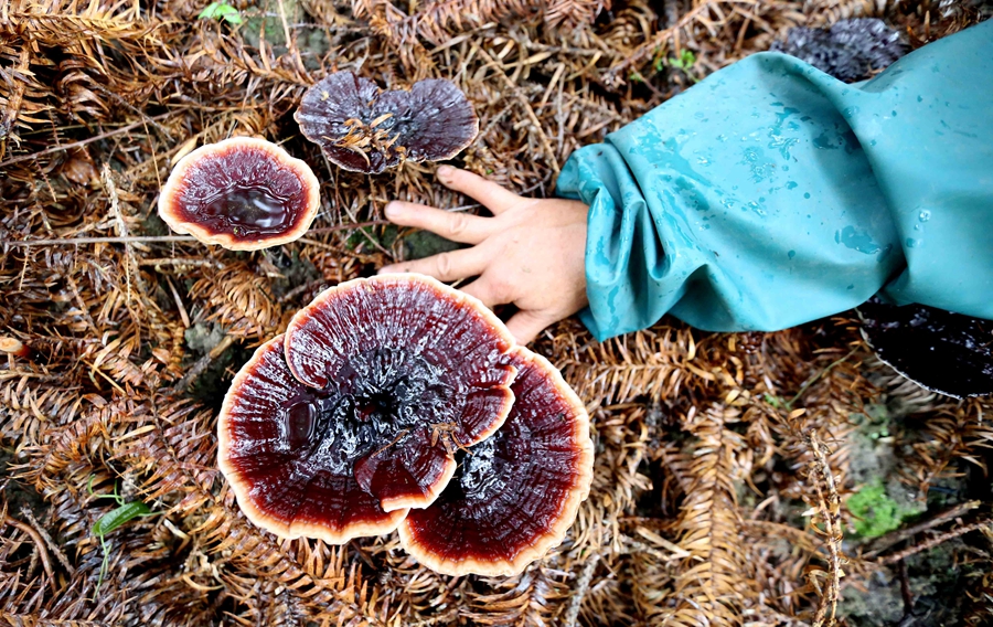 ��������ɽ��չ������֥����ƶ(��ͼ)