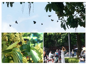 ������ͼ:������ͷ"������" �����Ҷ�鷳��