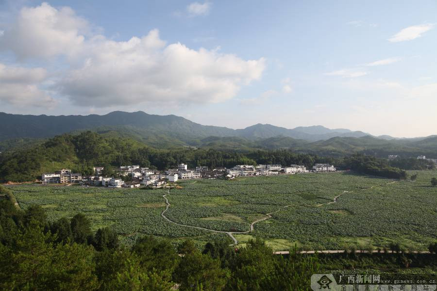 广昌姚西村,打造世界最大莲池(图(7/11)