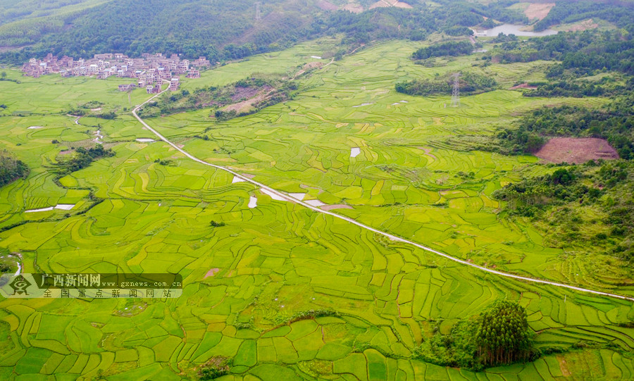 航拍飞阅万亩稻田桂北夏日田园现如画美景