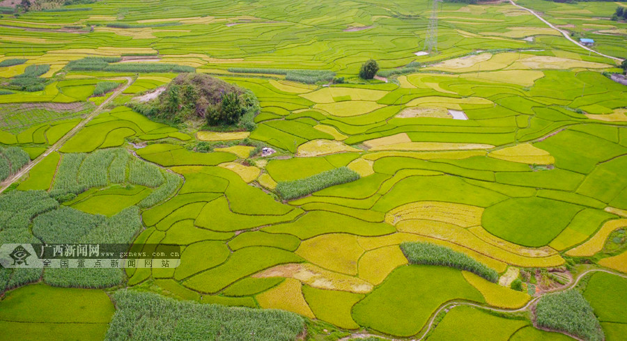 航拍:飞"阅"万亩稻田 桂北夏日田园现如画美景(1/12)