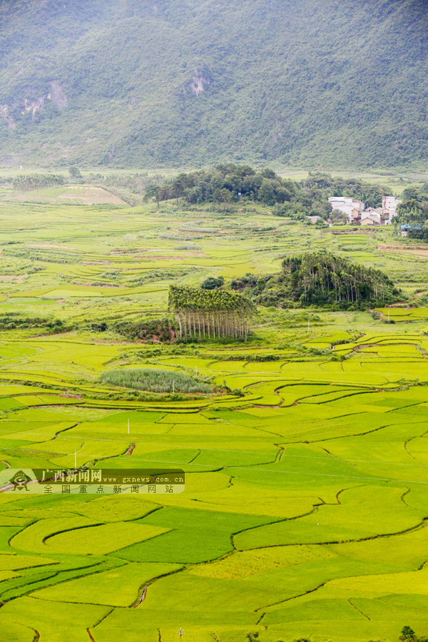 航拍飞阅万亩稻田桂北夏日田园现如画美景1212