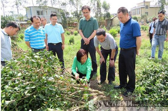 广西保监局罗瑛副局长到桂林永福县察看灾情