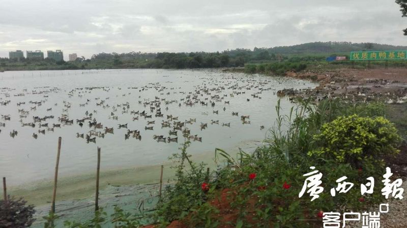 平南和藤县经济总量