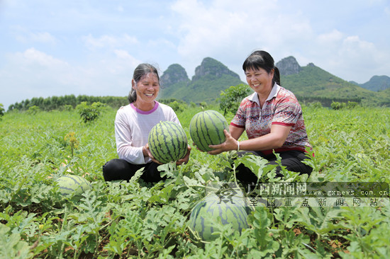 麒麟西瓜喜获丰收