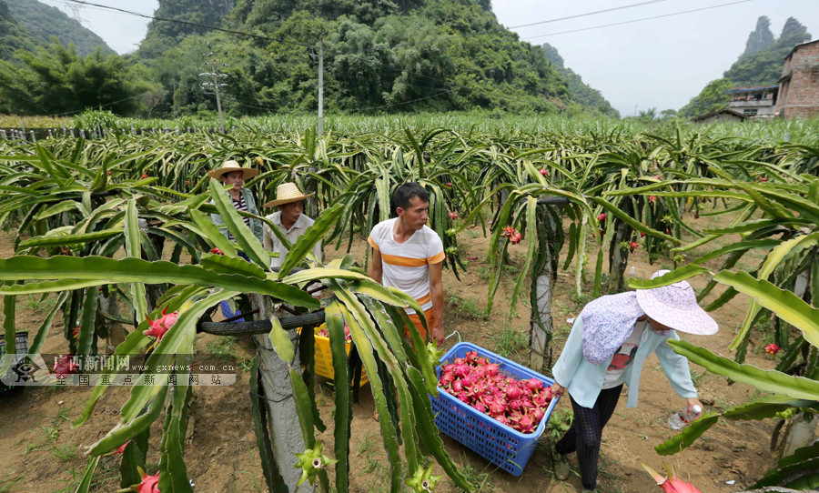 融安:山区农民种植火龙果助脱贫